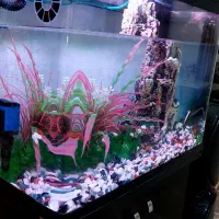 اکواریوم دلسا|ماهی|پاکدشت, پاکدشت (مامازند)|دیوار