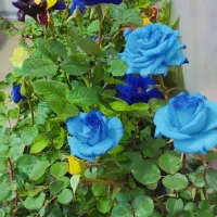 فروش نهال درجه یک میوه و گل