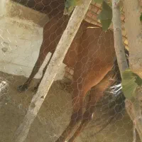 اسب درشوری مادیون
