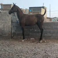 فروشی کره مادیون عرب ۱۸ماه|اسب و تجهیزات اسبسواری|شریفآباد, |دیوار