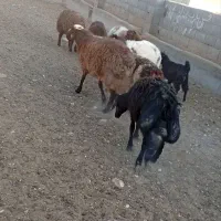 بره قوچ وقوچه همو