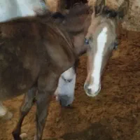 کره اسب نرینه تورکمن