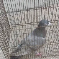 کفتر یک عدد نر مست. سرکه ای  خط دار