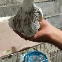 طوقی|پرنده|اشکنان, |دیوار