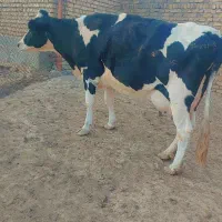 گاو ۳ساله|حیوانات مزرعه|رضویه, |دیوار