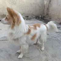 پامرروباهی