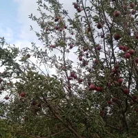 سیب|خوردنی و آشامیدنی|صفائیه, |دیوار