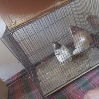 خال افشون ماده سالم دم تخم هس