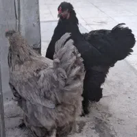 مرغ و خروس برهما اصل و دستگاه جوجه کشی