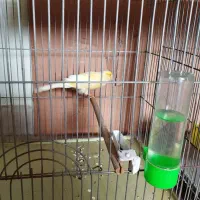 قناری سوپر درشت جوان ماده|پرنده|خمینی‌شهر, |دیوار