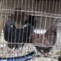 کفتر