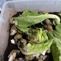 حلزون صفر تا صد پرورش آموزش خرید فروش