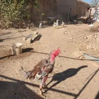 خروس لاری