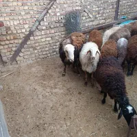 فروش شیشک قوچ افشارپلنگی بی گوش