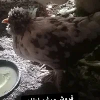 یک جفت اردک و مرغ و خروس سلطان|حیوانات مزرعه|طبس, |دیوار