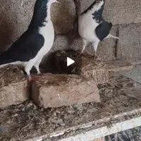 یجفت خوشرنگ سیاه