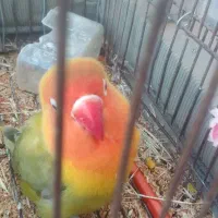 طوطی کتوله . پاستیلی. ماده آماده|پرنده|سرپل ذهاب, |دیوار