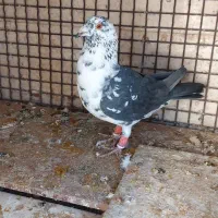 سینه سفید کشکی گوره پلاکی