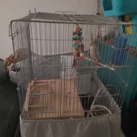 دو عدد عروس هلندی نر و ماده با وسایل