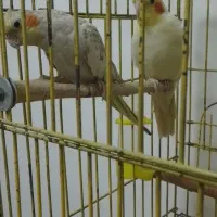 جفت عروس هلندی|پرنده|باقرشهر, |دیوار