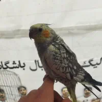 مرغ عشق وعروس هلندی