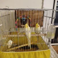 عروس هلندی لوتینو جفت دستی مولد|پرنده|تاکستان, |دیوار