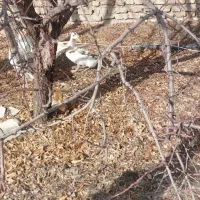 مرغ|حیوانات مزرعه|شیروان (لرستان), |دیوار