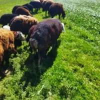 خرید و فروش میش و بره بره نر چاق