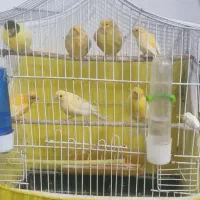تعداد قناری نر وماده