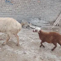 میش بره دار شیشک|حیوانات مزرعه|شیروان (خراسان), |دیوار