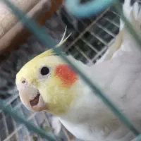 طوطی عروس هلندی|پرنده|کرمان, |دیوار