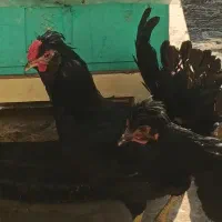 خروس گلین|حیوانات مزرعه|ری, ولی آباد|دیوار