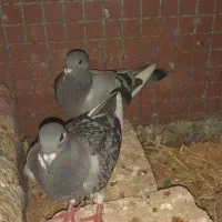 ۵ جفت کبوتر باهم ۲۵۰۰