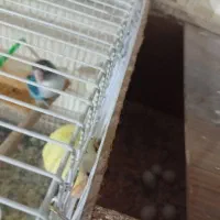 یک جفت کوتوله با تخم|پرنده|مشهد, ابوذر|دیوار