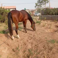 اسب مادیان دوخون قد ۱۶۰ بلند آبستن