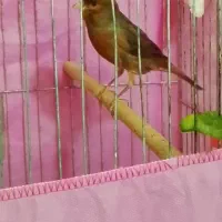 قناری نر دهن هم سهره لر داره کمی هم قناری|پرنده|محمدشهر, جعفرآباد|دیوار