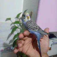 مرغ عشق حلقه پا رنگ خاص رام و دستی