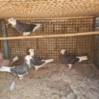 کبوتر شازده قیمت مناسب