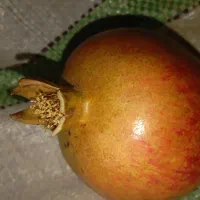 انار دون سیاه|خوردنی و آشامیدنی|شریفآباد, |دیوار