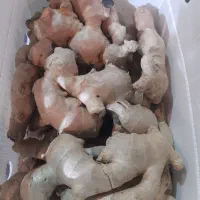 پخش عمده زنجبیل و زرد چوبه به قیمت میدان تره بار