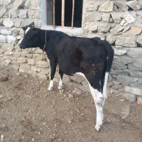 گوساله ماده