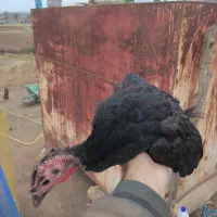 جوجه بوقلمون 30عدد3ماهه