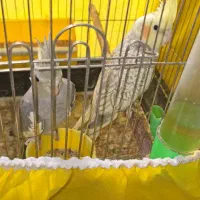 عروس هلندی نژاد اصیل