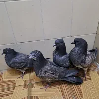 دوعدد مفلق پرشی درجه۱