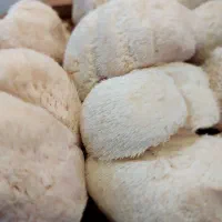 قارچ شاه صدف و صدفی، قارچ یال شیر و شیتاکه دررشت|خوردنی و آشامیدنی|رشت, گلسار|دیوار