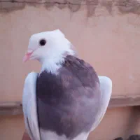 تعدادی کبوتر جوانه طوقی