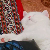 گربه نر جهت جفتگیری|گربه|بیرجند, |دیوار