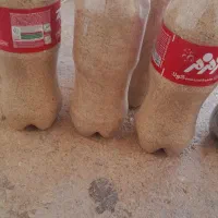 گیاه دارویی