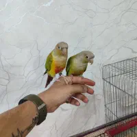 طوطی گرینچیک جفت اهلی