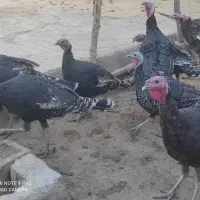 فروش بوقلمون محلی بیضا